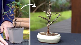 Styling a Fuji cherry Bonsai [upl. by Meehsar]