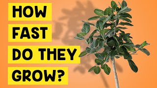 How Fast Do Ficus Audrey Trees Ficus Benghalensis Audrey House Plants Grow [upl. by Barcot]