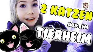 HANNAH ADOPTIERT 2 KATZEN 🐱🐱 Unsere neuen Familienmitglieder aus dem Tierheim ziehen ein [upl. by Maritsa]