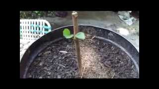 How To Grow Fruit Trees From Cuttings By Rick Gunter [upl. by Erodeht]