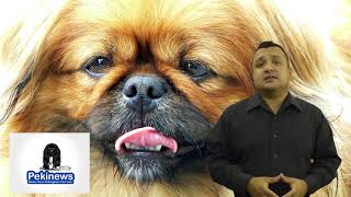 The Pekingese Life Span  Average Lifespan Of a Pekingese Dog And Health Risks For Longevity [upl. by Knepper816]