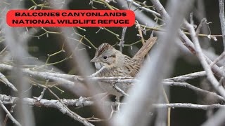 Balcones Canyonlands NWR and Barkley Meadows Park [upl. by Fording]