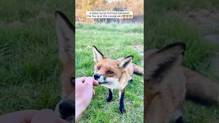 A fox cub was rescued by a kind family shorts [upl. by Alva]