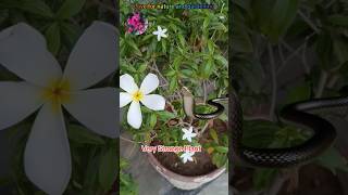 Very strange plant with big snake short video Funny just kidding trending shortsfunnyvideo [upl. by Gelhar]