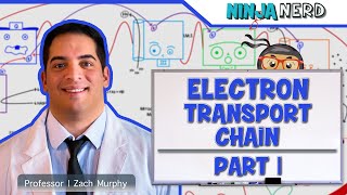 Metabolism  Electron Transport Chain DETAILED  Part 1 [upl. by Xuagram]