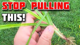 SECRETS to stopping Nutsedge [upl. by Sower]