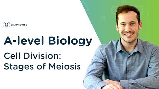 Cell Division Stages of Meiosis  Alevel Biology  OCR AQA Edexcel [upl. by Ahsekad658]