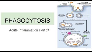 Phagocytosis Acute Inflammation Part 3 [upl. by Normandy65]