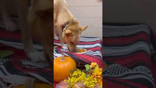 Thanksgiving at South Park Doggie dog doggiedaycare animalowner doglife puppy [upl. by Tobye]