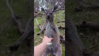 The FUNNIEST Kangaroo Encounter EVER [upl. by Indira]