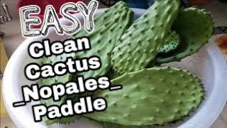 How to Clean Cactus Paddles [upl. by Otsuj]