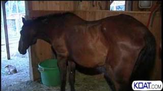 Abandoned Starving Horse Rescued [upl. by Joseph]