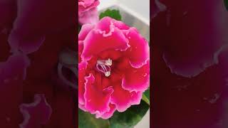 Gloxinia plant beautiful flowers shortsvideo [upl. by Lucita]