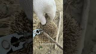 Remove Ticks attaching On A Little Wild Hedgehog [upl. by Aniham]