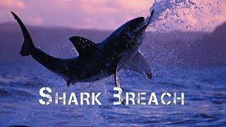 Adventure Africa  Great White Shark Breach [upl. by Emalee]