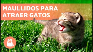 SONIDOS para que tu GATO VENGA 📣🐈 Maullidos para ATRAER a tu GATO cuando se ESCONDA [upl. by Ragas]