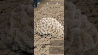 Brain coral amazingfacts factsinhindi explore viral [upl. by Bessy]