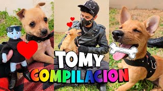 🥹 El RESCATE de TOMY 🐶 COMPILACION Completa 💖 tomy rescate perritos funny humor cute love [upl. by Ysor]