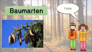 Erklärvideo Wald Teil 1  Nadelbäume [upl. by Carrel]