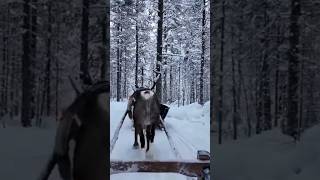 Must do in Lappland Unvergessliche Rentierschlittenfahrt 🦌❄️✨Mehr im ganzen Video shorts winter [upl. by Amathiste]