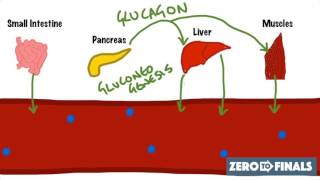 Blood Glucose Regulation and Diabetes [upl. by Aras]