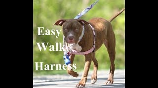 Easy Walk Harness Review [upl. by Deacon776]