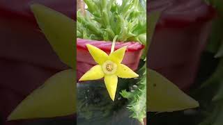 Huernia macrocorpa plant 🌵🌵🌵🌵 Rs nursery malkera sikar 🪴🪴🍂🪴 [upl. by Robinia]