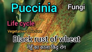 puccinia graminis life cycle Puccinia graminis characteristics Black rust of wheat Fungi कवक [upl. by Yenruoj365]