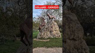 gaiazoo kerkrade holland nature animals tiere hollanda people safari savannah [upl. by Alleirbag]