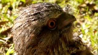 Tawny Frogmouth Podargus strigoides  Eulenschwalm 2 [upl. by Amehsat443]