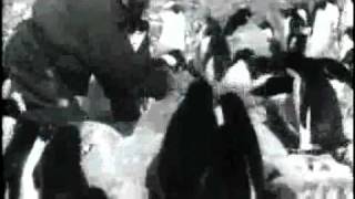 Hurleys historic Antarctic footage [upl. by Karie]