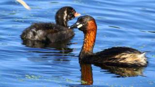 Natuur in eigen land  geluid dodaars [upl. by Anerual]