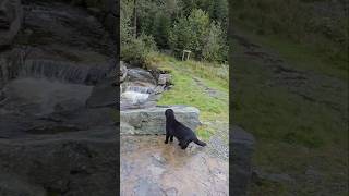 Yaaas😻😻😻 cat meow viralvideo cute beautiful viralvideo shorts subscribe nature explore fy [upl. by Itsirhc813]