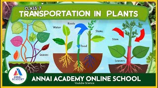 Unlocking the Secrets of Plant Transportation Class 7 Science Fun with ANNAI ACADEMY ONLINE SCHOOL [upl. by Gerson]