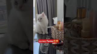 Lovely Panbe😻😸cat cutecatcatlover kittenfunnyshort [upl. by Janice460]