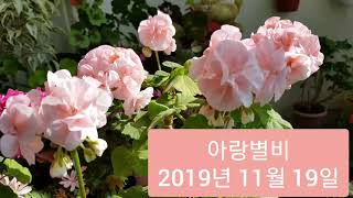 아랑별비 amp 캔디러플 제라늄 둘 pelargoniumflowergarden [upl. by Aicnatsnoc]