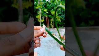 diy tools garden bamboo satisfying bambooart shortvideos viralvideos [upl. by Ybroc784]