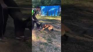 mondioring training Zar malinois attack shorts tudorestischimbarea [upl. by Ardaed]