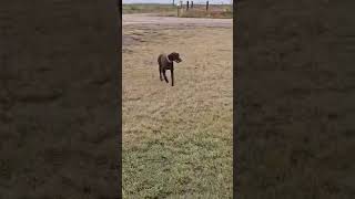 Hill Countrys BEST German Shorthair Pointers in Action [upl. by Sesmar23]