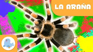 La araña 🕷️ Animales para niños 🌱 Epsiodio 10 [upl. by Barthel]