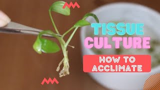 TISSUE CULTURE 101  A guide and howto acclimate tissue culture plants at home [upl. by Odnamla949]