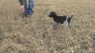 Free Hunting Dog Training Videos  Clicker Training with your new Puppy [upl. by Noonberg]