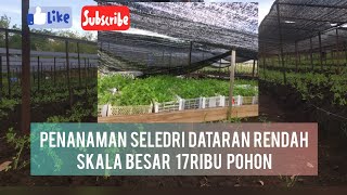 Budidaya seledridaun sop dataran rendah seledri kalimantan timur [upl. by Padriac]