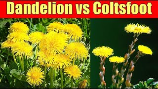 Dont Confuse Dandelion with Coltsfoot [upl. by Eislrahc]