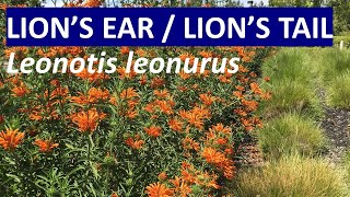 Lions Tail Lions Ear  Wild Dagga Leonotis leonurus  identification not Leonotis nepetifolia [upl. by Wulfe]