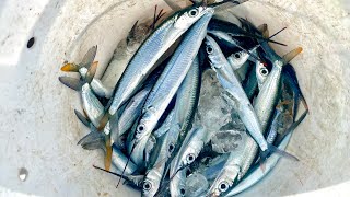 Catching one of the BEST BAIT FISH in South Florida [upl. by Lyrak]