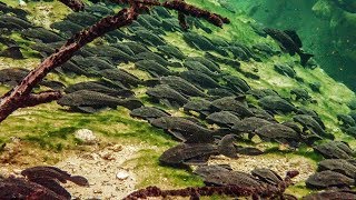 Pleco Invasion  Trouble in Blue Spring State Park [upl. by Eenafets]