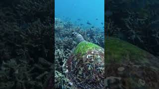 Weekend getaway to Tioman to dive with turtles [upl. by Nich]