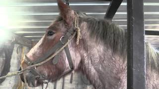 Hot shoeing a Belgian Draft Horse by farriers Ludo Daems and Stenn Schuermans [upl. by Litman130]