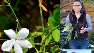 Jasminum Grandiflorum from cutting type with rooting Jamine Grandiflorum din Crengutebutasi [upl. by Ingvar]